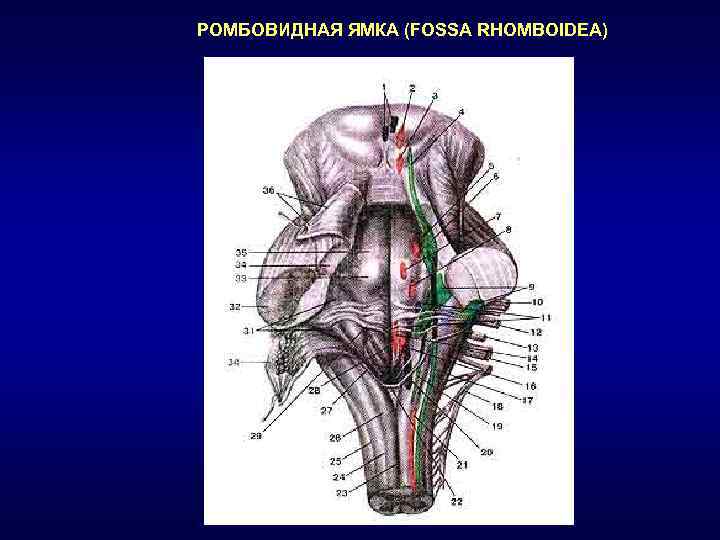 Ямки анатомия. Ромбовидная ямка, Fossa rhomboidea. Ромбовидная ямка анатомия задвижка. Треугольник блуждающего нерва ромбовидная ямка.