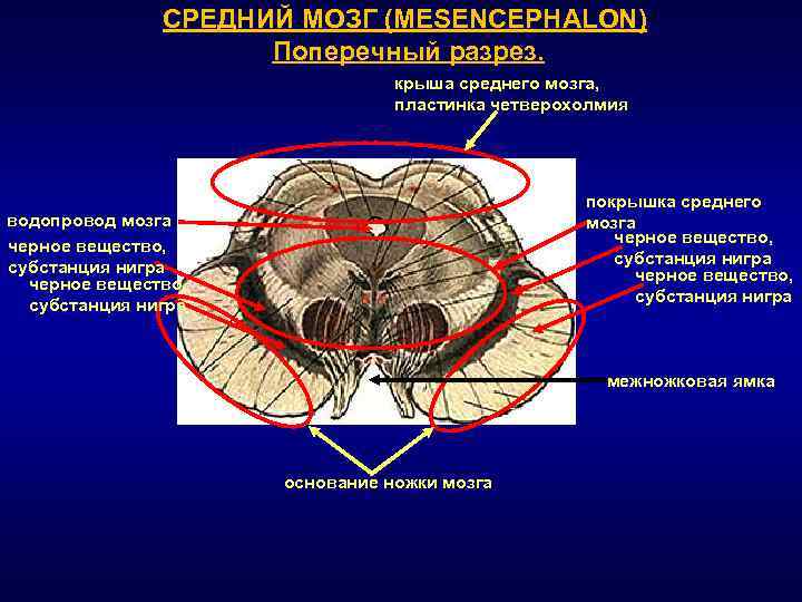 Крыша среднего мозга