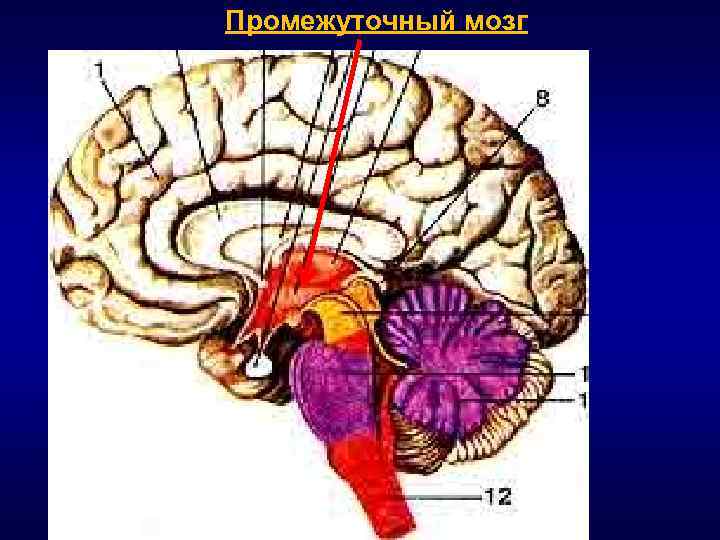 Нервы промежуточного мозга. Промежуточный мозг срез. Промежуточный мозг Сагиттальный срез латынь. Сагиттальный разрез обонятельная луковица.