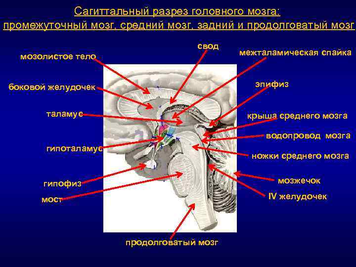 Сагиттальный размер канала норма. Свод головного мозга анатомия. Спайки головного мозга анатомия. Эпиталамическая спайка (задняя спайка промежуточного мозга). Передняя и задняя спайка мозга.
