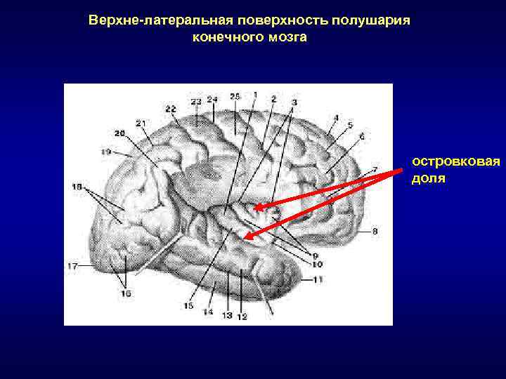 Подкорковые центры обоняния