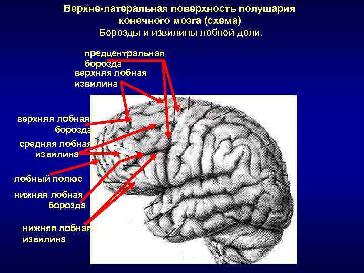 Лобные борозды