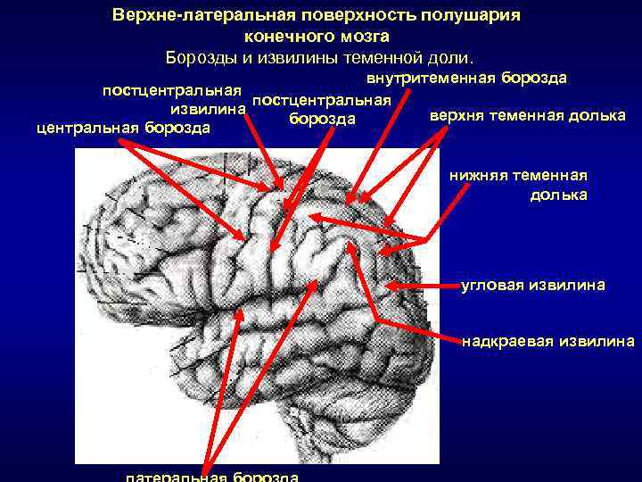 Извилины долей мозга. Конечный мозг доли борозды извилины. Борозды и извилины нижней поверхности мозга. Надкраевая извилина теменной доли. Внутритеменная борозда теменной доли.