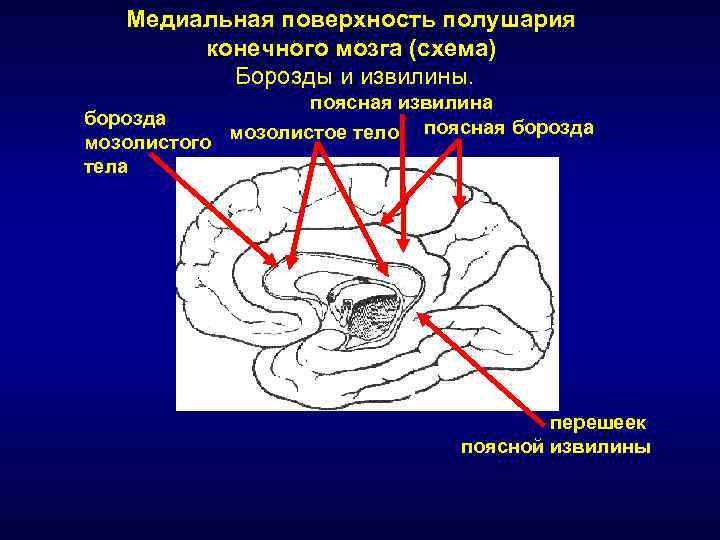 Медиальная поверхность мозга. Шпорная борозда мозга. Поясная извилина головного мозга. Поясная борозда мозга латынь. Борозды и извилины медиальной поверхности полушария.