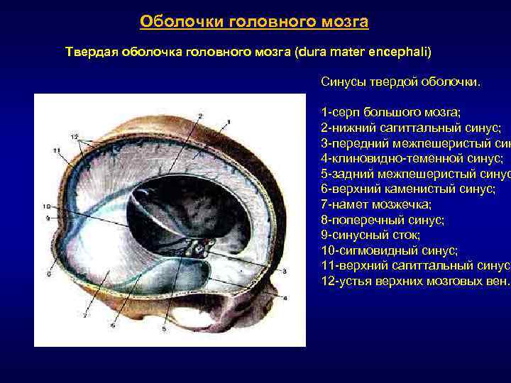 Непроницаемая оболочка. Серп большого мозга (твердая оболочка головного мозга). Кровоснабжение паутинной оболочки головного мозга. Выросты твердой мозговой оболочки.