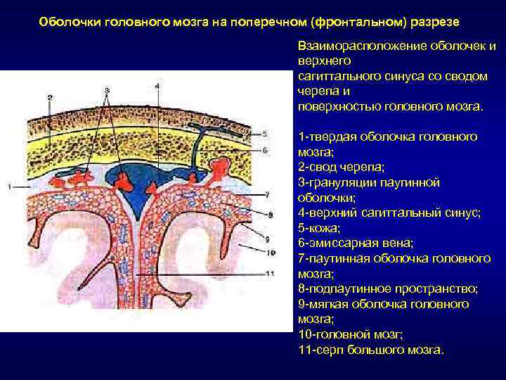 Схему развития головного мозга человека фронтальный и сагиттальный разрезы