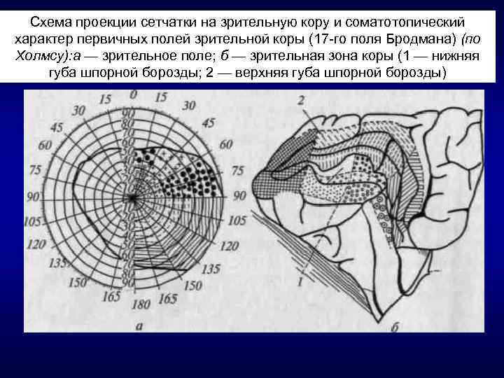 Схема кренлейна брюсовой для чего