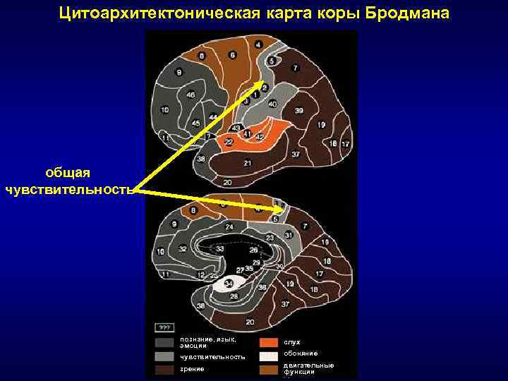 Общая чувствительность языка