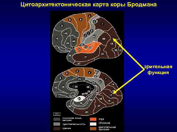 Карта мозга. Цитоархитектоническая карта Бродмана. Вкусовой и обонятельный центр по Бродману. Денис Бродмана. Цитоархитектоническая карта НИИ неврологии.