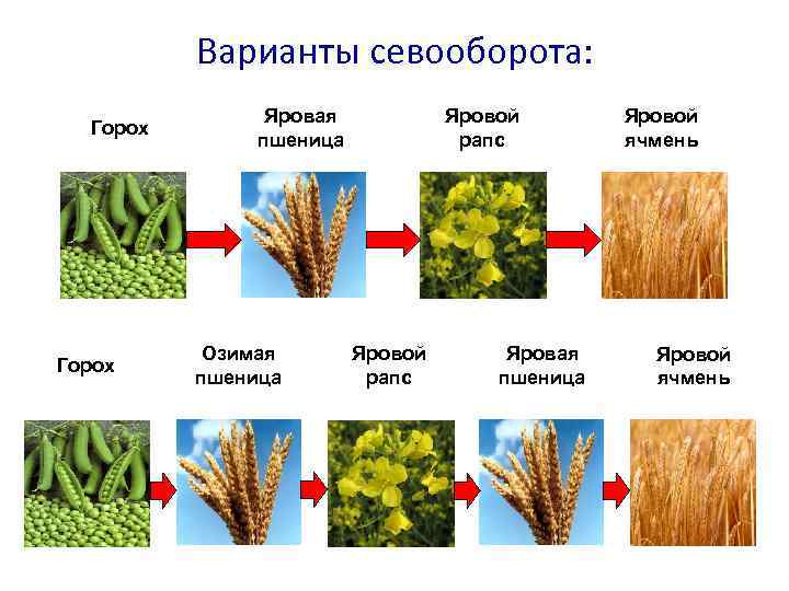 Варианты севооборота: Горох Яровая пшеница Озимая пшеница Яровой рапс Яровая пшеница Яровой ячмень 