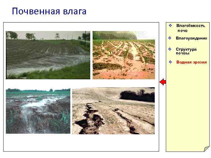 Почвенная влага v Влагоёмкость почв v Влагоувядание v Структура почвы v Водная эрозия 