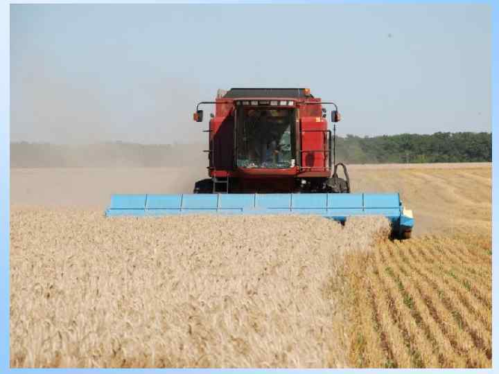УБОРКА ЗЕРНОВЫХ 