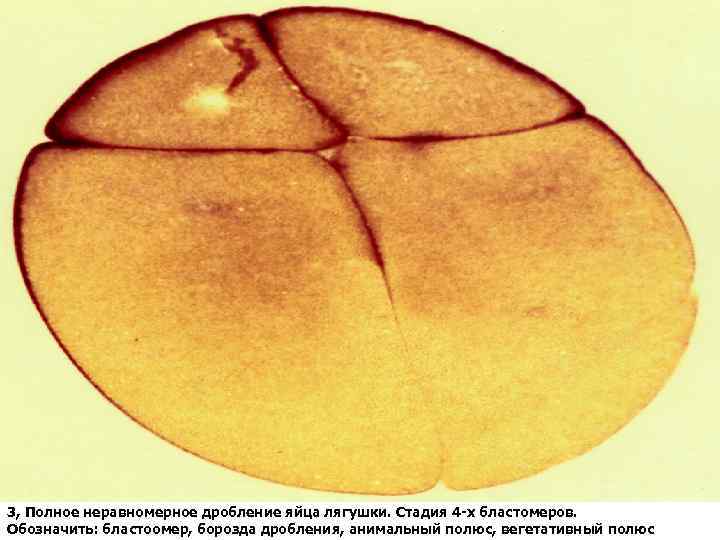 Дробление яйца заканчивается