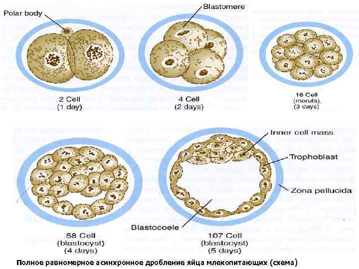 Равномерное дробление. Дробление яиц морского ежа препарат. Дробление яйцеклетки морского ежа. Полное равномерное синхронное дробление. Дробление яйца млекопитающего.