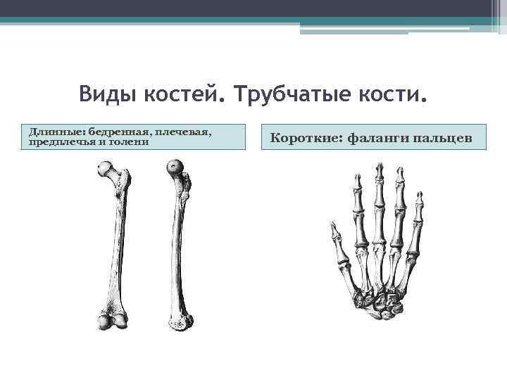 Виды костей. Трубчатые кости. Длинные: бедренная, плечевая, предплечья и голени Короткие: фаланги пальцев 