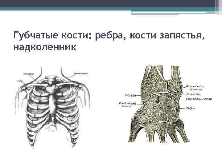 Губчатые кости: ребра, кости запястья, надколенник 