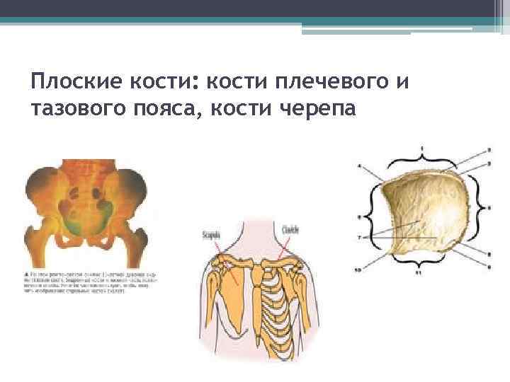 Плоские кости: кости плечевого и тазового пояса, кости черепа 