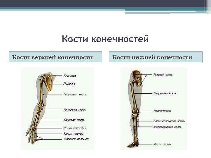 Кости конечностей Кости верхней конечности Кости нижней конечности 