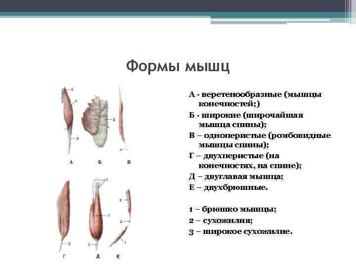 Формы мышц А - веретенообразные (мышцы конечностей; ) Б - широкие (широчайшая мышца спины);