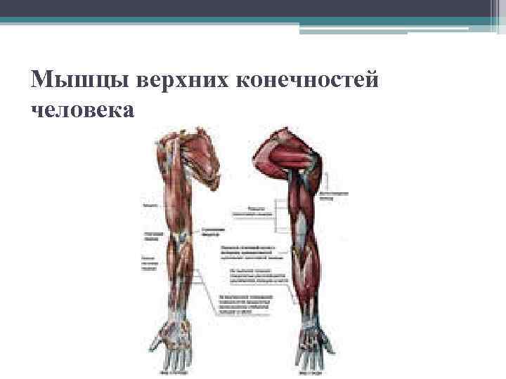 Мышцы верхних конечностей человека 