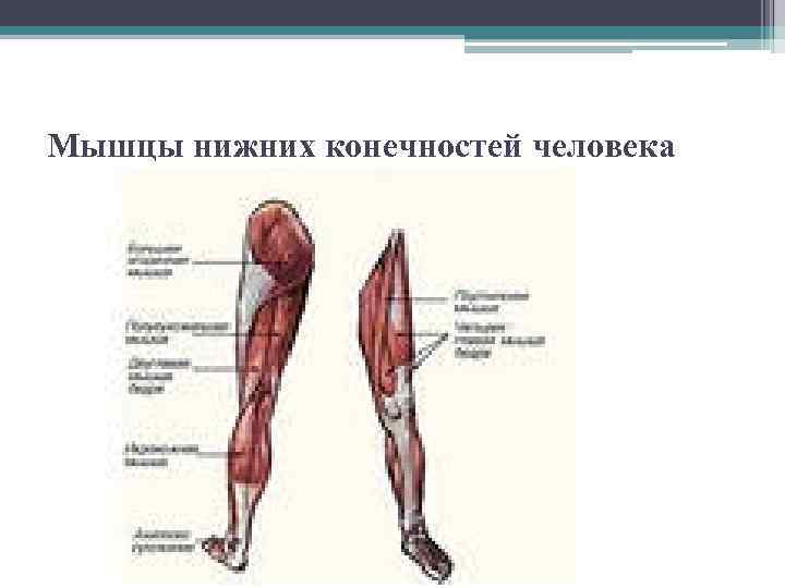 Мышцы нижних конечностей человека 