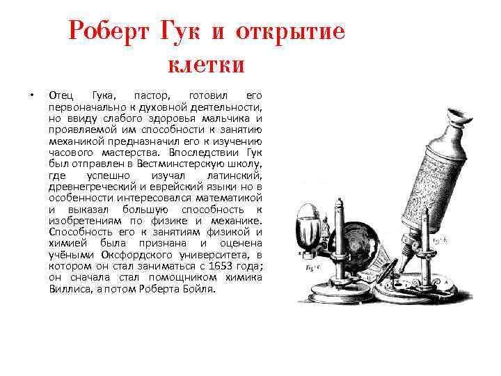 Роберт Гук и открытие клетки • Отец Гука, пастор, готовил его первоначально к духовной