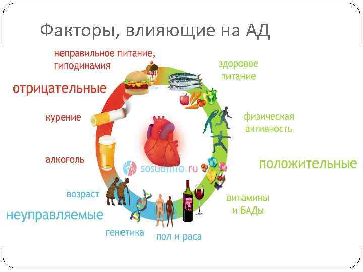 Факторы, влияющие на АД 