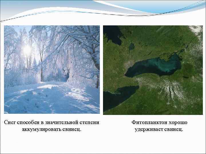 Снег способен в значительной степени аккумулировать свинец. Фитопланктон хорошо удерживает свинец. 