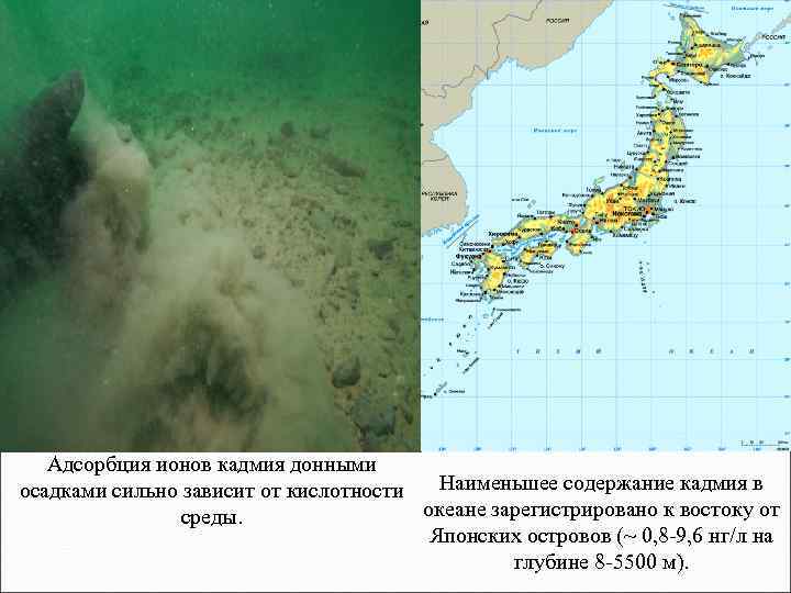 Адсорбция ионов кадмия донными Наименьшее содержание кадмия в осадками сильно зависит от кислотности океане
