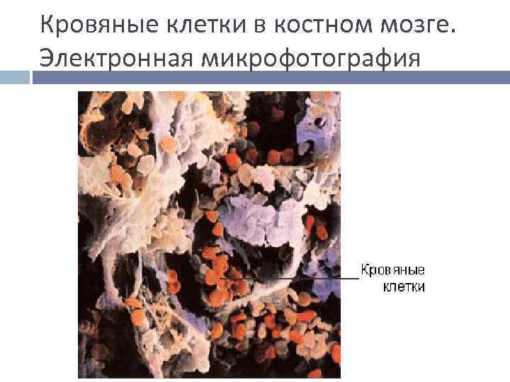 Кровяные клетки в костном мозге. Электронная микрофотография 