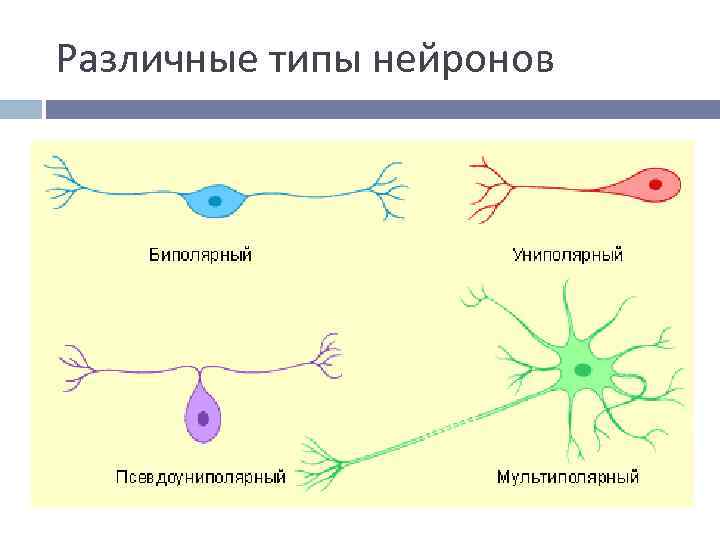 Различные типы нейронов 