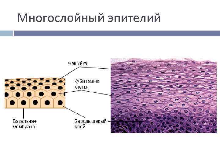 Организация ткани