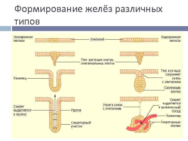 Формирование желёз различных типов 