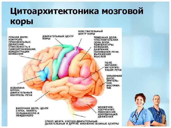 Цитоархитектоника мозговой коры 