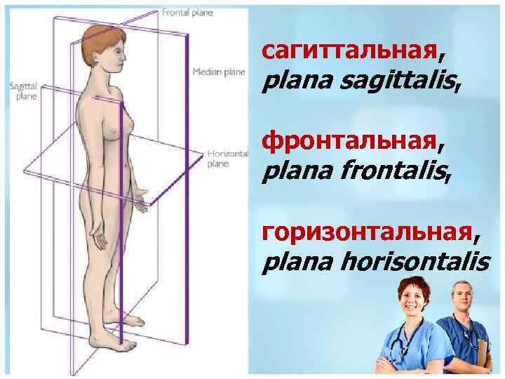 сагиттальная, plana sagittalis, фронтальная, plana frontalis, горизонтальная, plana horisontalis 