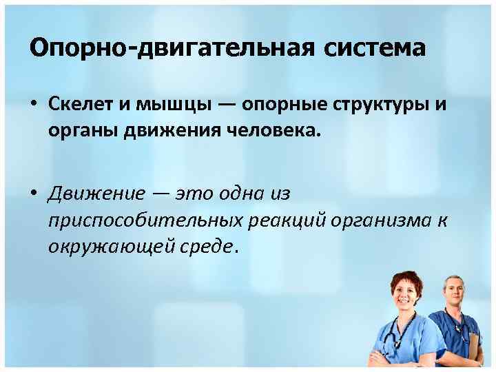 Опорно-двигательная система • Скелет и мышцы — опорные структуры и органы движения человека. •