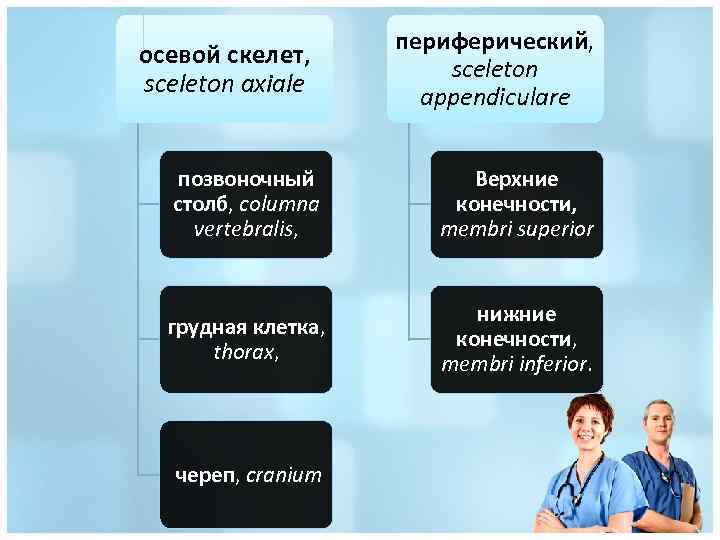 осевой скелет, sceleton axiale периферический, sceleton appendiculare позвоночный столб, columna vertebralis, Верхние конечности, membri