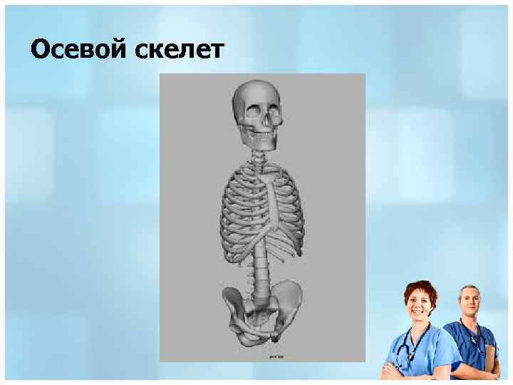 Осевой скелет 