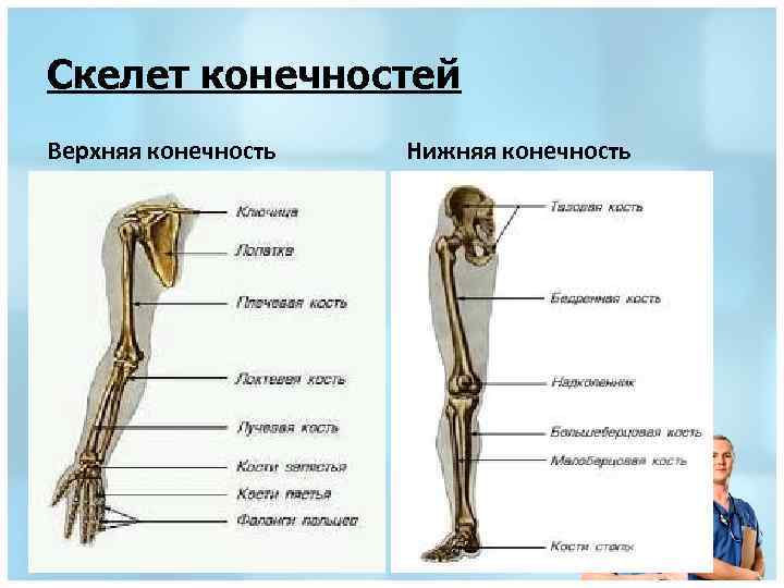 Тема скелет конечностей. Скелет верхних и нижних конечностей. Скелет верхних и нижних конечностей человека. Скелет верхней и нижней конечности анатомия. Верхние и нижние конечности анатомия.