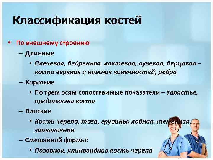 Классификация костей • По внешнему строению – Длинные • Плечевая, бедренная, локтевая, лучевая, берцовая