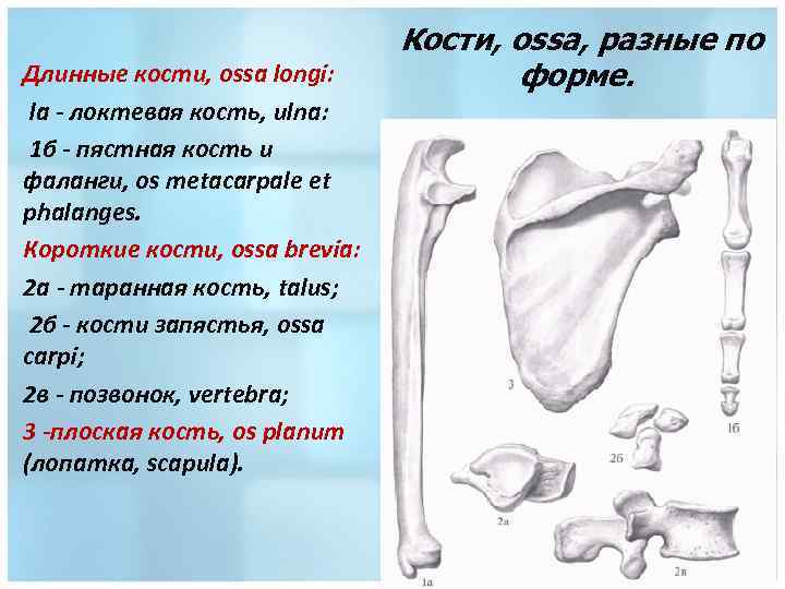 Длинные кости, ossa longi: la - локтевая кость, ulna: 1 б - пястная кость