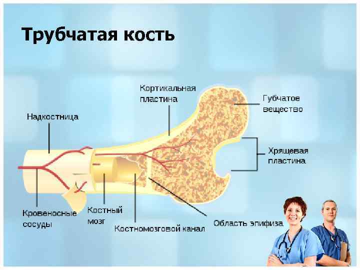 Трубчатая кость 