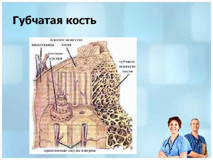 Губчатая кость 