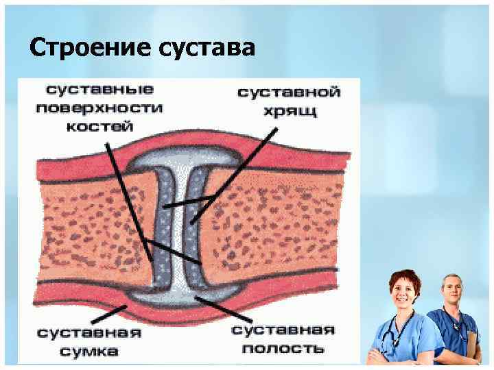 Строение сустава 
