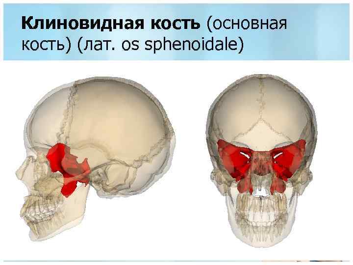 Клиновидная кость (основная кость) (лат. os sphenoidale) 