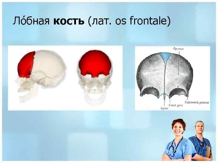 Ло бная кость (лат. os frontale) 