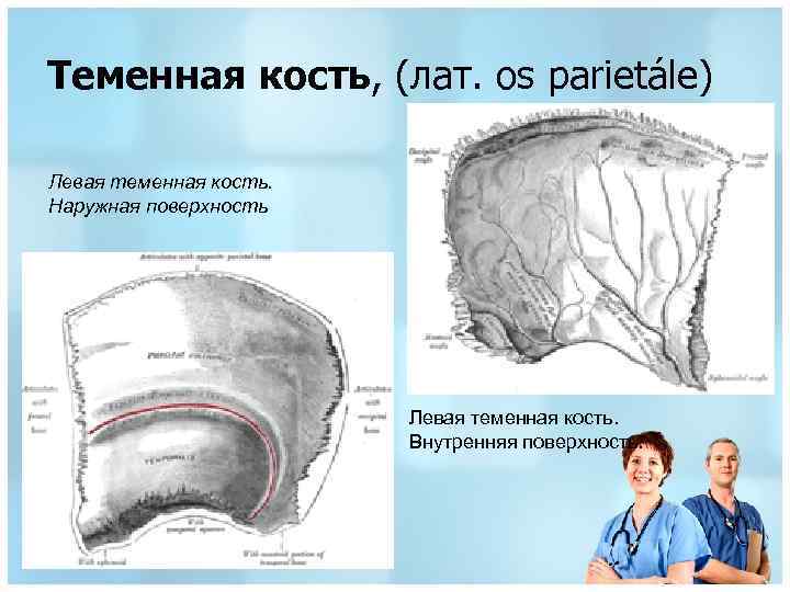 Теменная кость, (лат. os parietále) Левая теменная кость. Наружная поверхность Левая теменная кость. Внутренняя