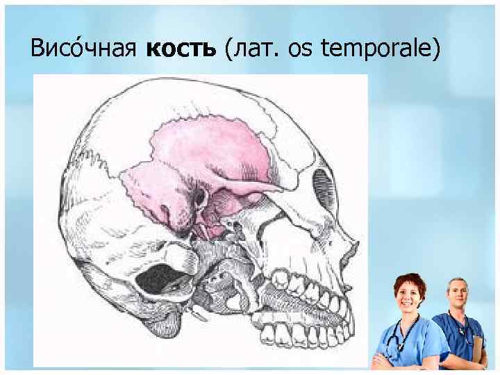 Висо чная кость (лат. os temporale) 
