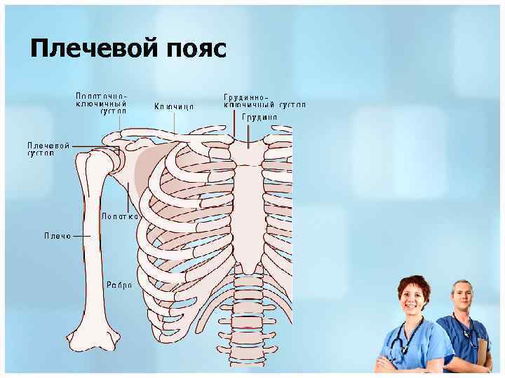 Плечевой пояс 