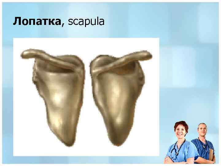 Лопатка, scapula 